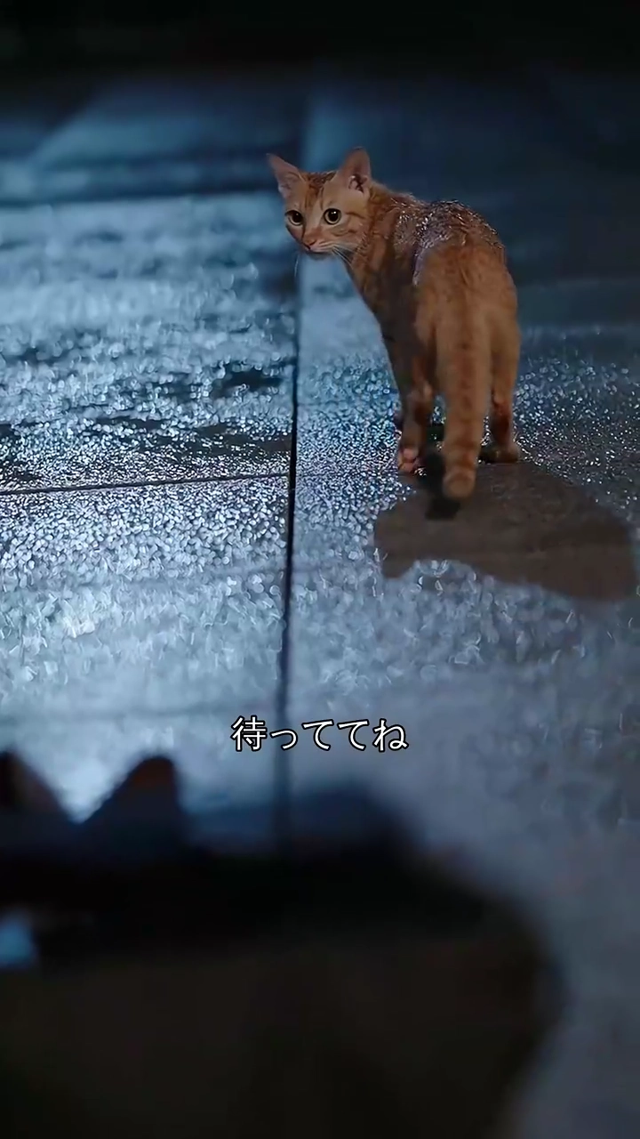 猫に宿る母写真