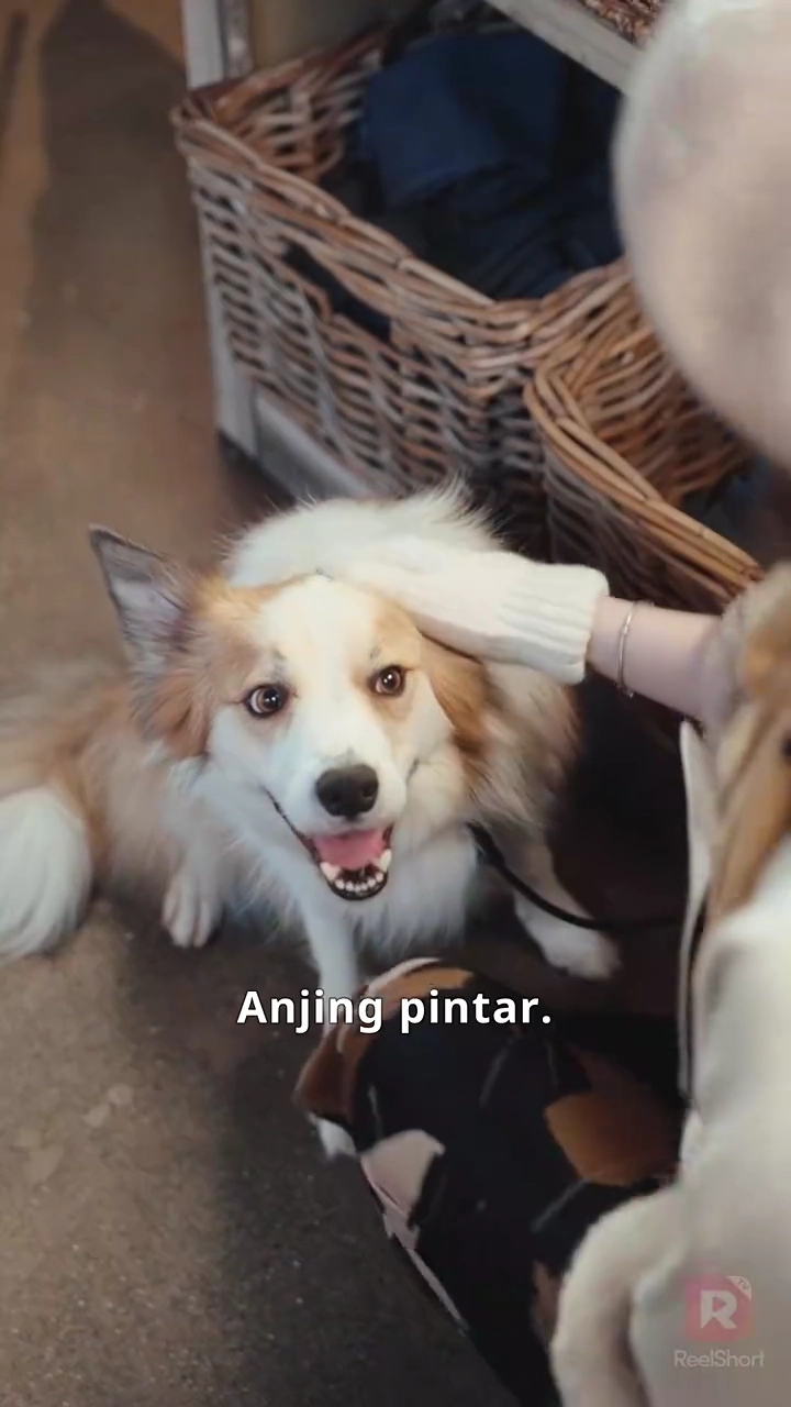 Pisau Dapur, Pisau Balas Dendamfoto