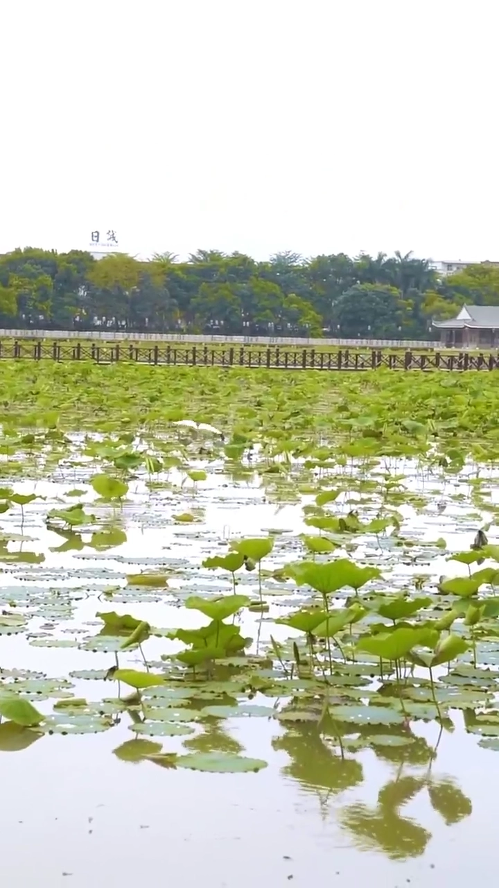 High Society's HeartbreakPhoto