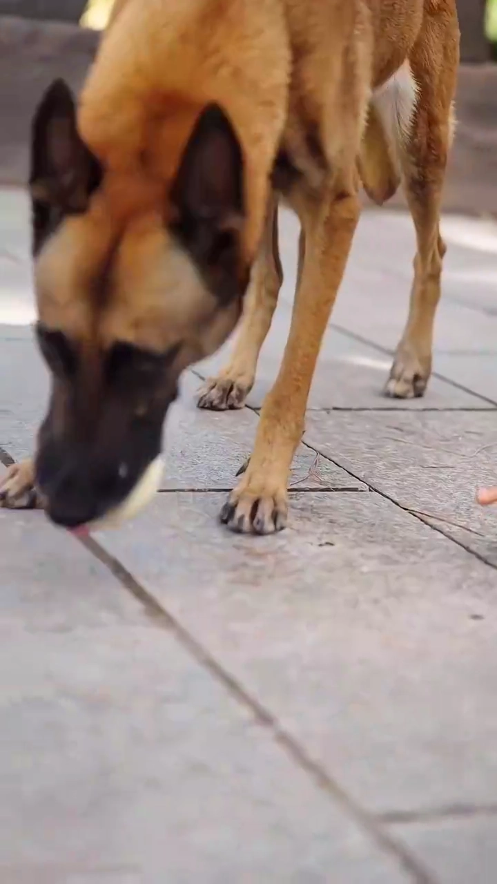 七歳の大奥様～国公府、私が守る～写真