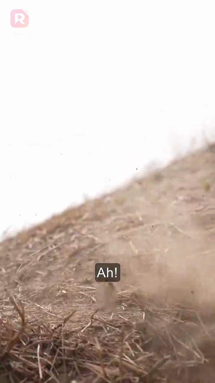 Volta ao CEO com uma nova caraFoto