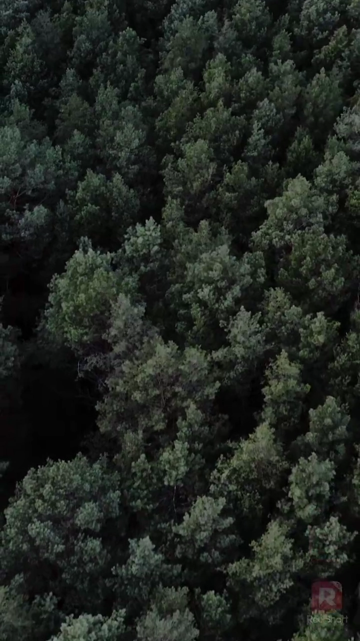 運命の番 ～アルファ狼と人間の禁断の恋～写真