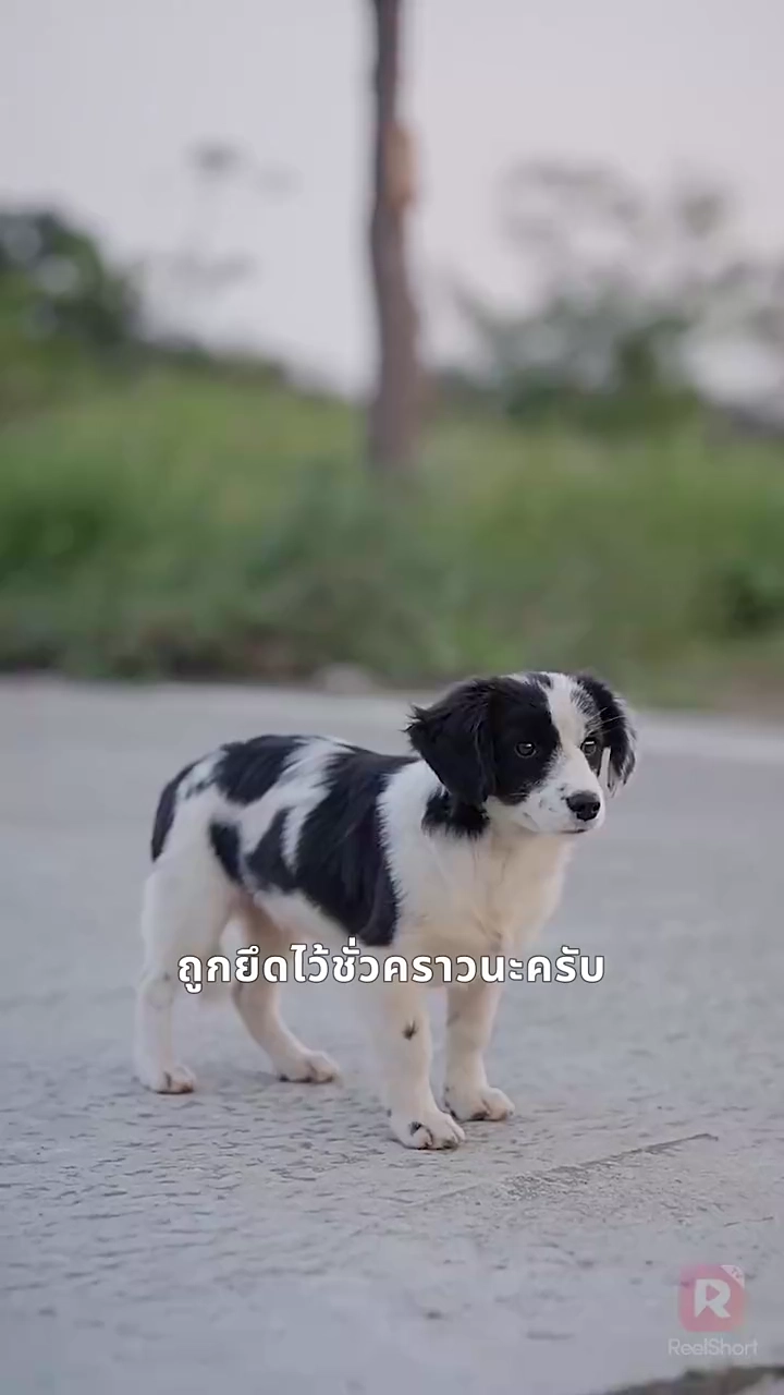สามีตกอับของฉันคือซีอีโอรูปภาพ