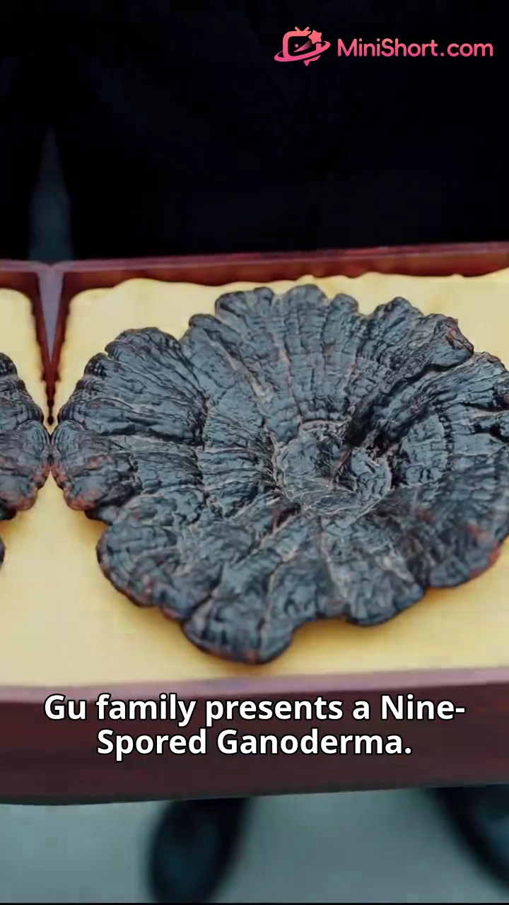 Village Top Scholar vs. Rich Heiress photo