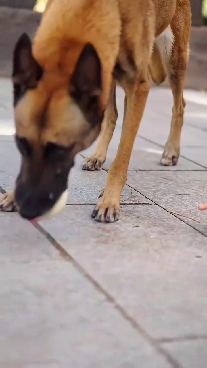 A Matriarca Renascida ChegaFoto