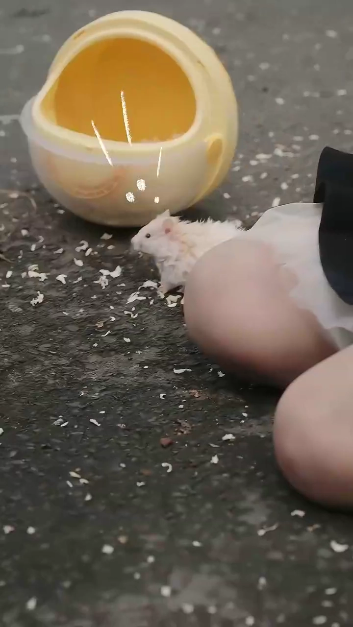 The Veterinarian With a Secret LanguagePhoto