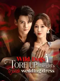 Wild dogs tore up the girl's white wedding dressShort Dramas