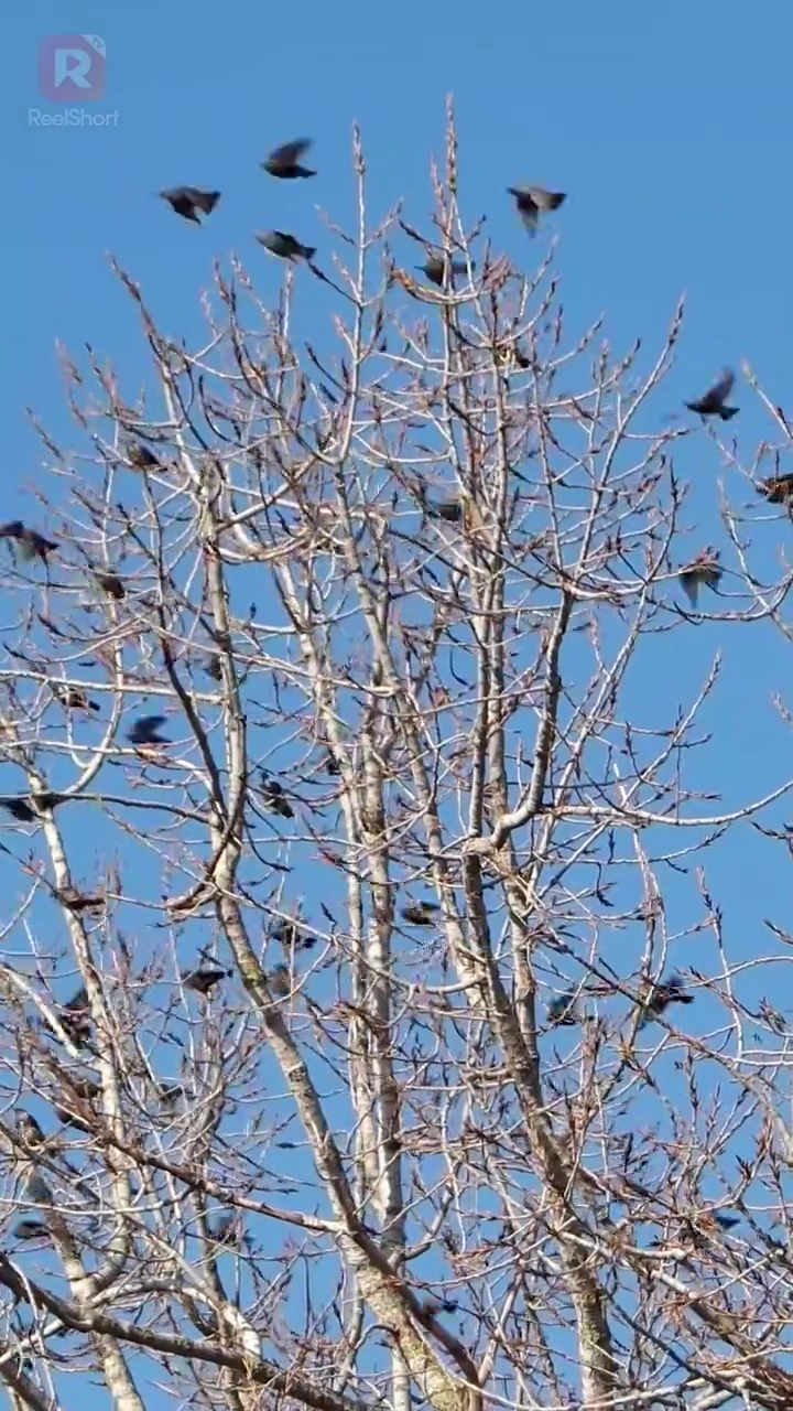 โอมเพี้ยง! คำสาปร้ายจงพ่ายรักรูปภาพ