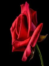 Couverture du roman LA ROSE ENSANGLANTÉE