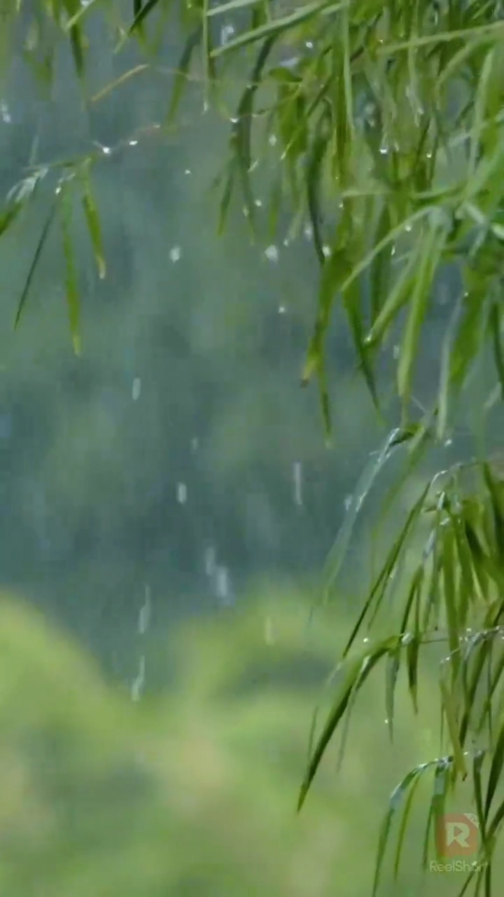 夫人、将軍の誤りに気付く！写真