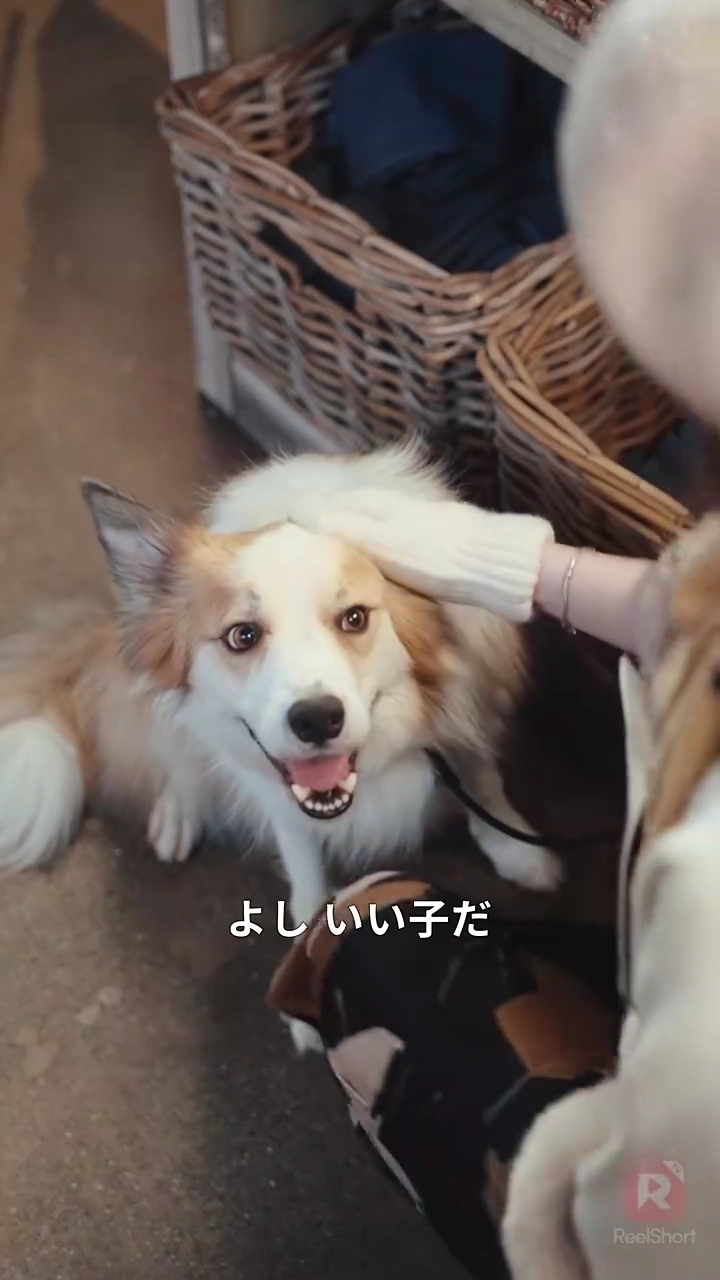 愛と料理の人生写真