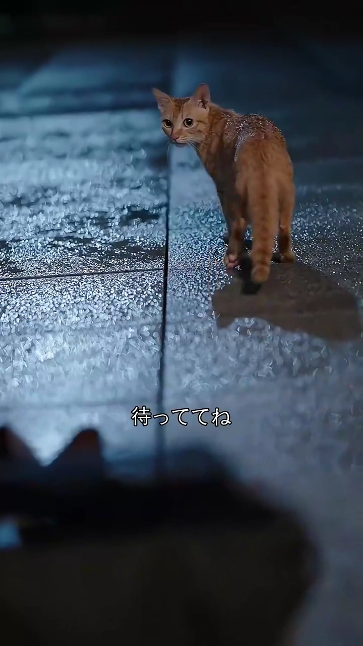 猫ちゃんは死んだママ？写真