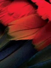 Couverture du roman Le prince du sang